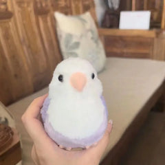 Lovebird Parrot