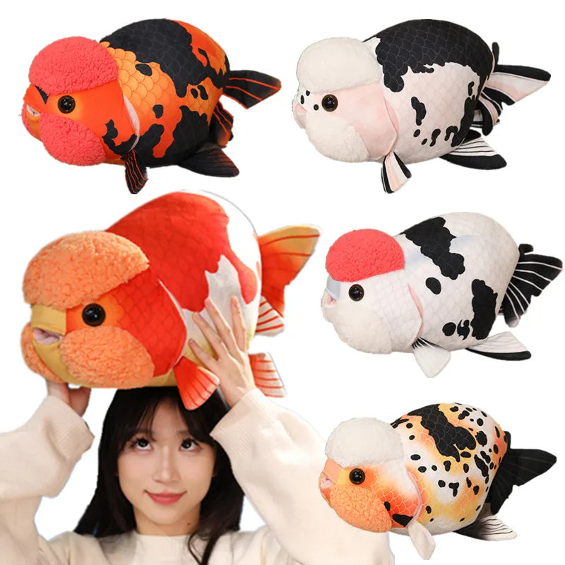 Ranchu Goldfish