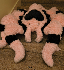 Love Tarantula
